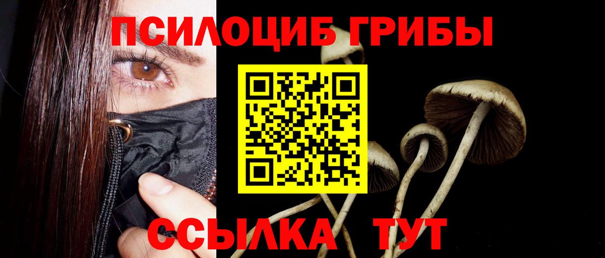 Псилоцибиновые грибы Psilocybe Дмитров